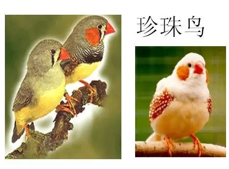 小鹿珍珠鸟和驼色的区别（小鹿珍珠鸟和驼色区别）