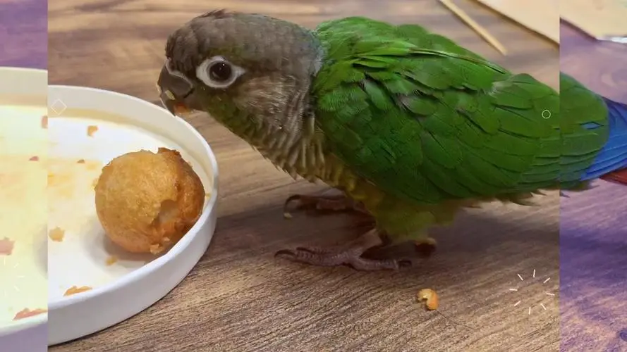 小太阳鹦鹉喜欢吃什么食物 小太阳鹦鹉喜欢吃什么食物粮食