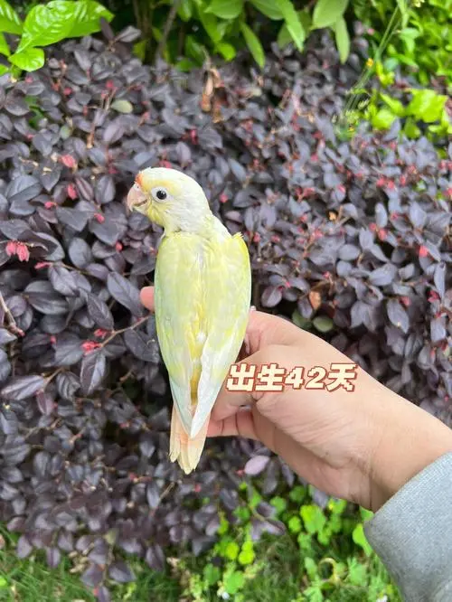 小太阳鹦鹉：一个值得保护的珍稀鸟类（小太阳鹦鹉是保护动物吗）