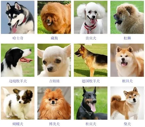 小型宠物狗品种推荐 小型宠物狗品种大全图