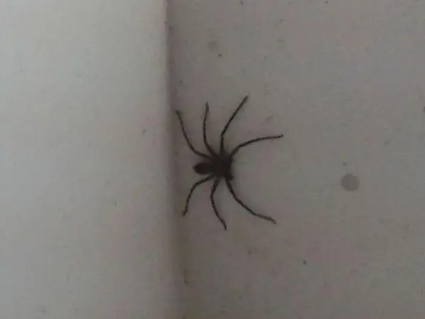 小型黑蜘蛛：常见于家庭环境的小型蜘蛛（家里常见小型黑蜘蛛）