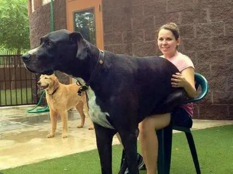 喜欢大型犬的女生性格特点 喜欢大型犬的女生性格特点是什么
