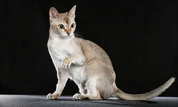 新加坡猫长什么样子？（新加坡猫长什么样子）