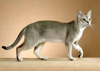 新加坡猫的体长 新加坡猫体长多少厘米