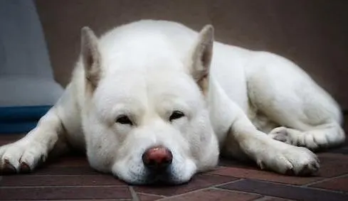 熊版萨摩耶（英文名：Teddy Bear Samoyed）是一种人工繁育的狗种，起源于大约20世纪50年代的欧洲。它是基于