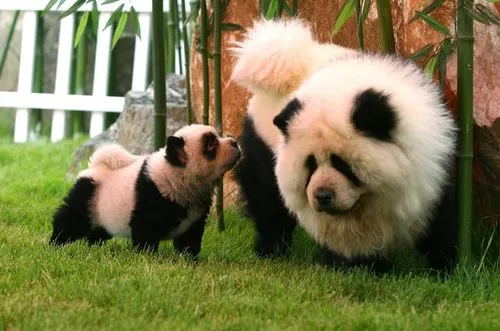 熊猫犬图片：黑白色卷毛犬种的迷人魅力（熊猫犬图片）