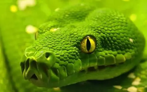亚马逊绿色水蚺：一种神秘的热带蛇类（亚马逊绿色水蚺）
