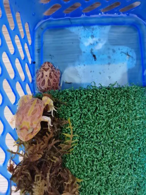 养角蛙视频：打造舒适家园，呵护小生命（养角蛙的视频）