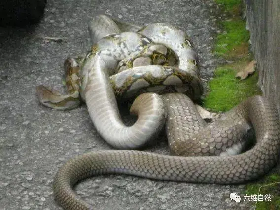 眼镜王蛇吃缅甸蟒