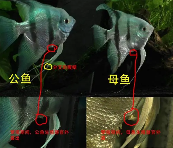 燕鱼公母对照图片 燕鱼怎么分公母图片对比