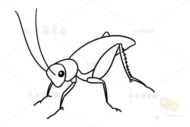 意大利蟋蟀的图片简笔画 意大利蟋蟀的图片简笔画大全