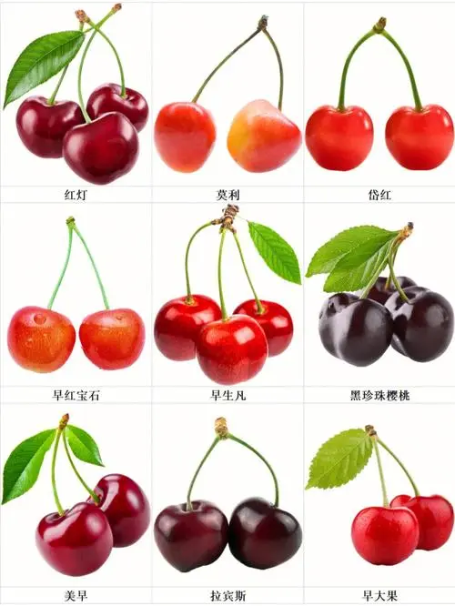 樱桃品种排名前十 车厘子品种排名前十