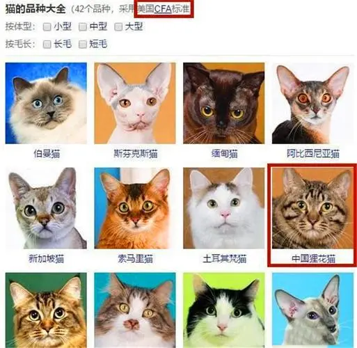 一万多的猫品种图片 一万多的猫品种图片大全