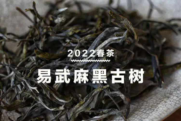 易武茶的品种特点 易武茶的特点