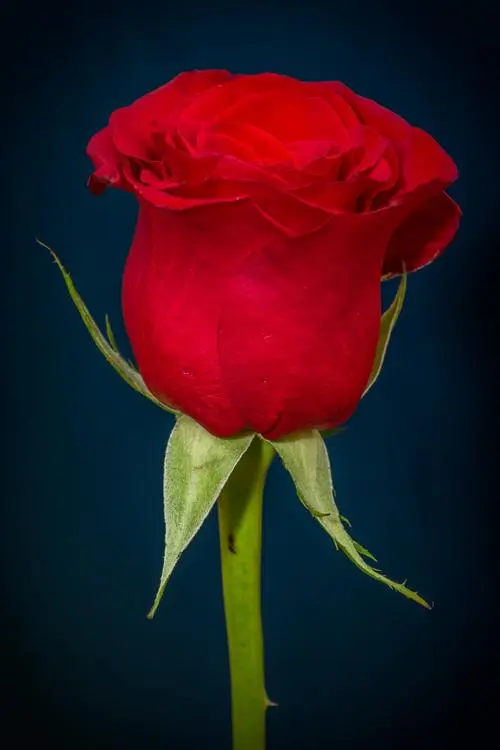 一支红玫瑰高清图片（一支红玫瑰图片高清图片）