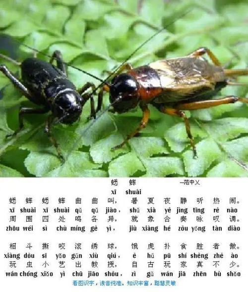 勇敢的蟋蟀是什么拼音 勇敢的蟋蟀是什么拼音怎么写