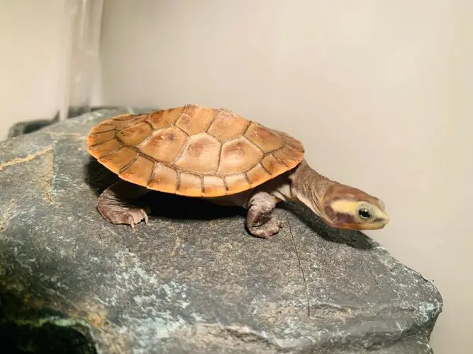 圆澳龟长大后的图片 十大最值得养的深水龟