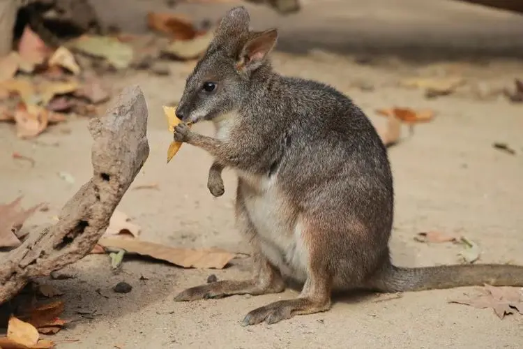 圆盾袋鼠——澳大利亚受保护的珍稀物种（圆盾袋鼠是保护动物吗）