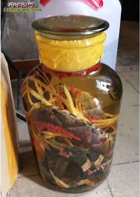 原矛头蝮蛇泡酒：传统饮品与珍稀蛇类的完美结合（原矛头蝮蛇泡酒）