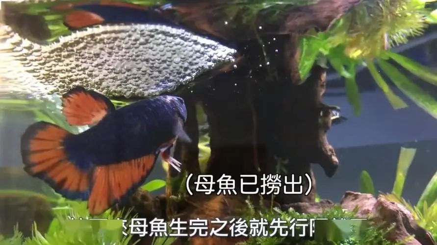圆尾斗鱼繁殖全过程 圆尾斗鱼繁殖全过程视频