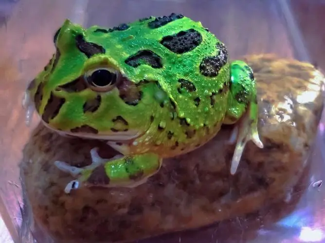 宇治角蛙和绿角蛙的区别 养角蛙的十大忠告