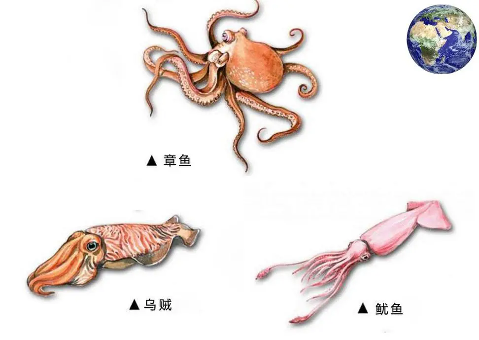 章鱼和鱿鱼有着相似的外貌，但它们属于不同的物种。章鱼和鱿鱼在外形、生活习性和行为方式上存在一些显著差