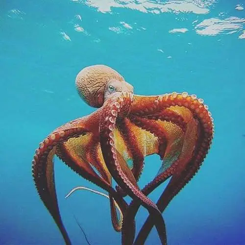 章鱼图片真实 章鱼图片真实海底世界