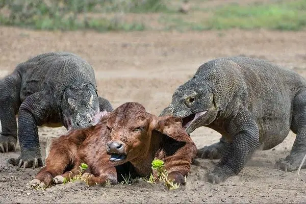 爪哇虎与科莫多巨蜥的对峙与争斗（爪哇虎吃科莫多巨蜥）
