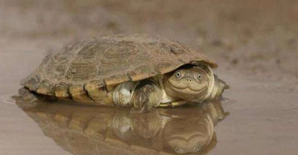 沼泽侧颈龟是一种生活在沼泽地带的龟科动物，广泛分布于南美洲、北美洲和中美洲。它们是半水栖爬行动物，以