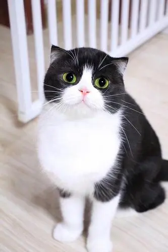 折耳奶牛猫：一只拥有独特耳朵的亲人化猫咪（折耳奶牛猫是什么猫）