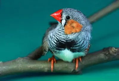 珍珠鸟——华丽羽毛中的艺术之美（珍珠鸟的图片和视频）