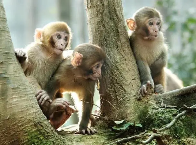 直隶猕猴灭绝事件 直隶猕猴灭绝事件是什么