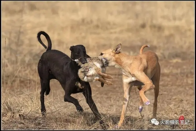 中东猎犬捕猎视频 中东猎犬捕猎视频羚羊
