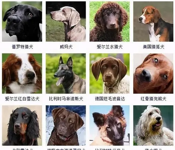 178种狗狗种类图片 178种狗狗种类图片品种