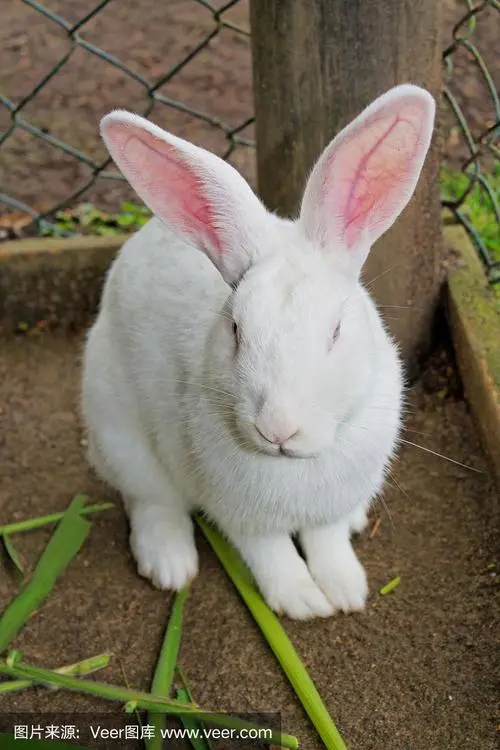 中国白兔的体长究竟有多长（中国白兔体长多少）