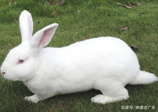 中国白兔好养吗？（中国白兔好养吗）