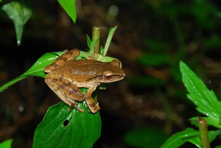 中国本土树蛙品种 中国本土树蛙品种有哪些