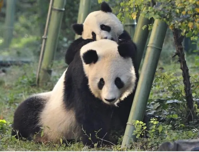 中国国宝大熊猫是几级保护动物？（中国国宝大熊猫是几级保护动物）