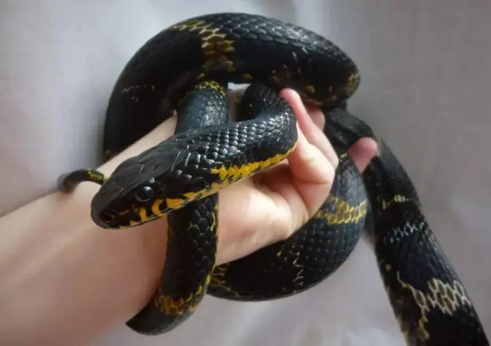 中国合法的宠物蛇：棕黑锦蛇（中国合法的宠物蛇棕黑锦蛇）