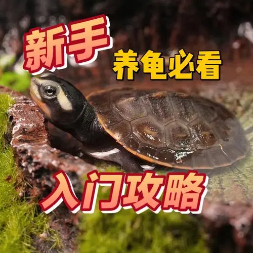 中国何时可以开放陆龟养殖？（中国什么时候可以开放陆龟养殖）