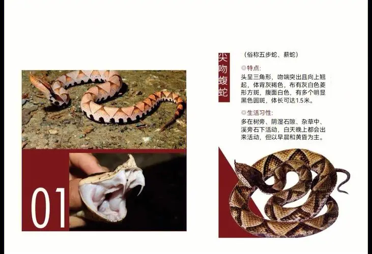 中国十大毒蛇第一名图片 中国十大毒蛇排名图片