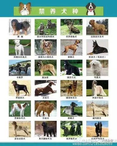 中国十大禁犬名单 中国十大禁歌名单