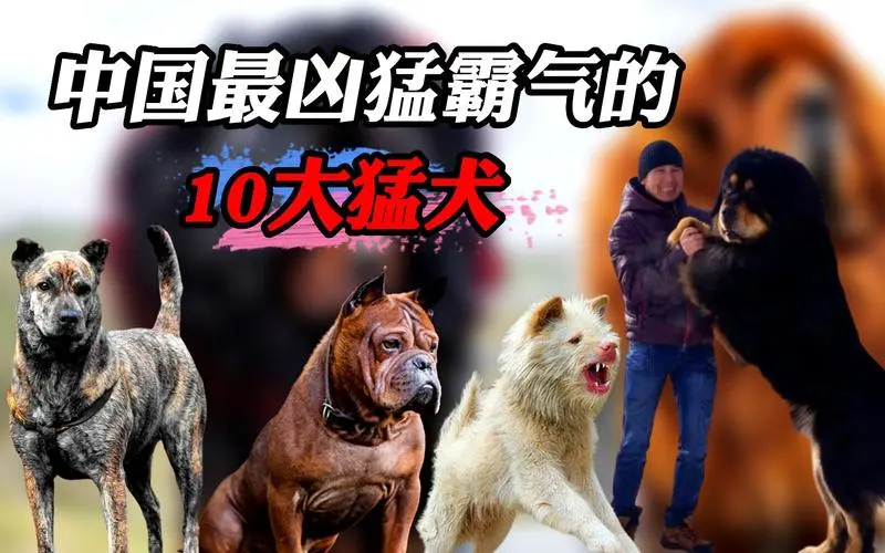 中国十大猛犬排名图片——了解中国最具攻击性的犬种（中国十大猛犬排名图片）