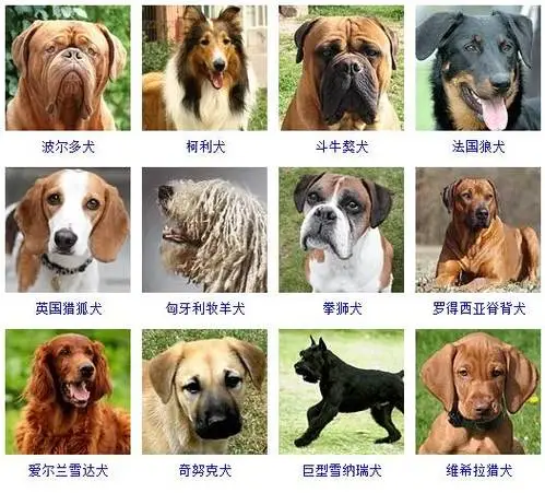 中国十大名犬品种（中国十大名犬品种图片）