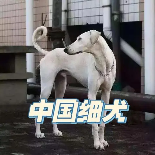 中国细犬（中国细犬还有吗）