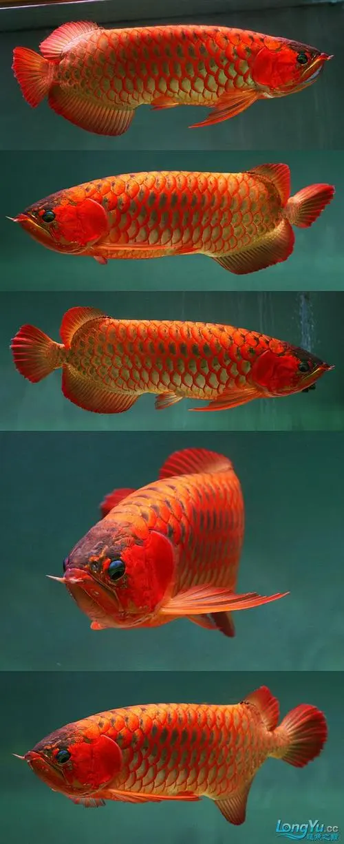中国最贵红龙鱼7000万图片 中国最贵红龙鱼7000万