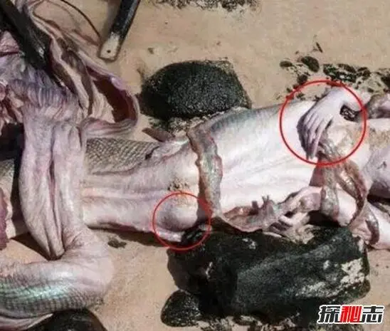 中国最后一条美人鱼是谁在哪里 中国最后一条美人鱼是谁在哪里拍摄的
