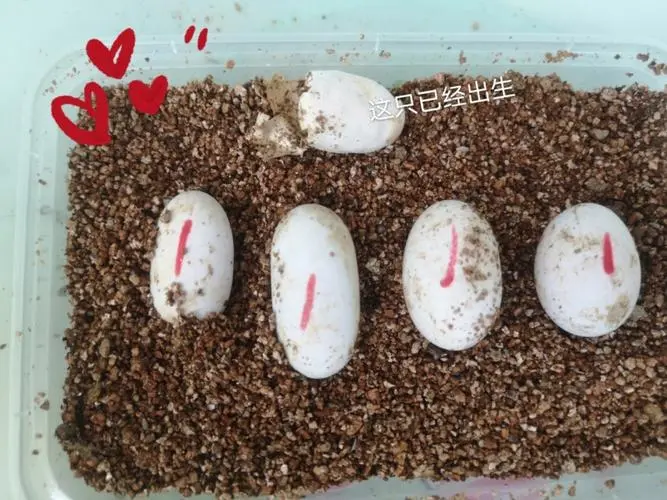 中华草龟蛋孵化的方法（中华草龟的蛋怎么孵化）