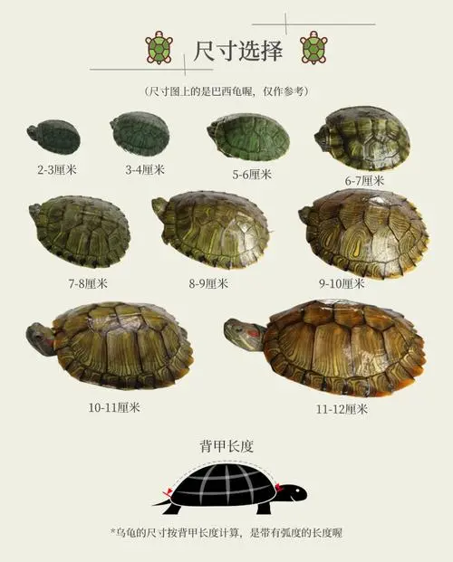 中华草龟的年龄如何计算（中华草龟怎么算年龄）