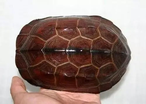 中华草龟的种类 中华草龟的种类有几种